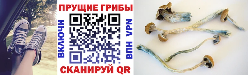 Галлюциногенные грибы Cubensis  Рассказово 